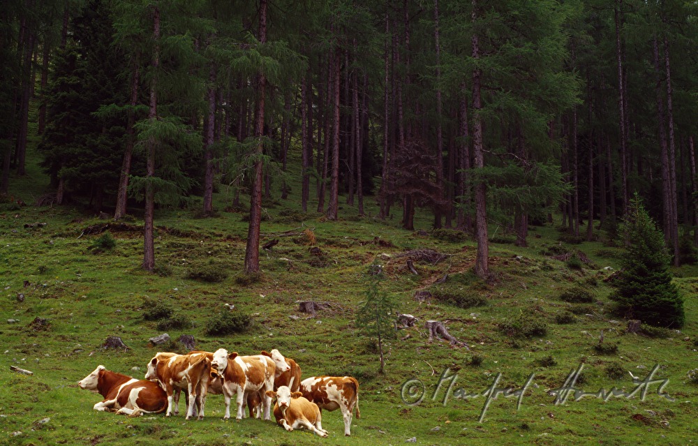 cows on the pasture