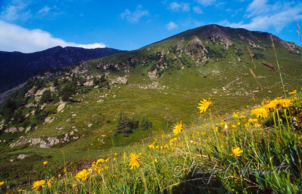 pasture and mountains
