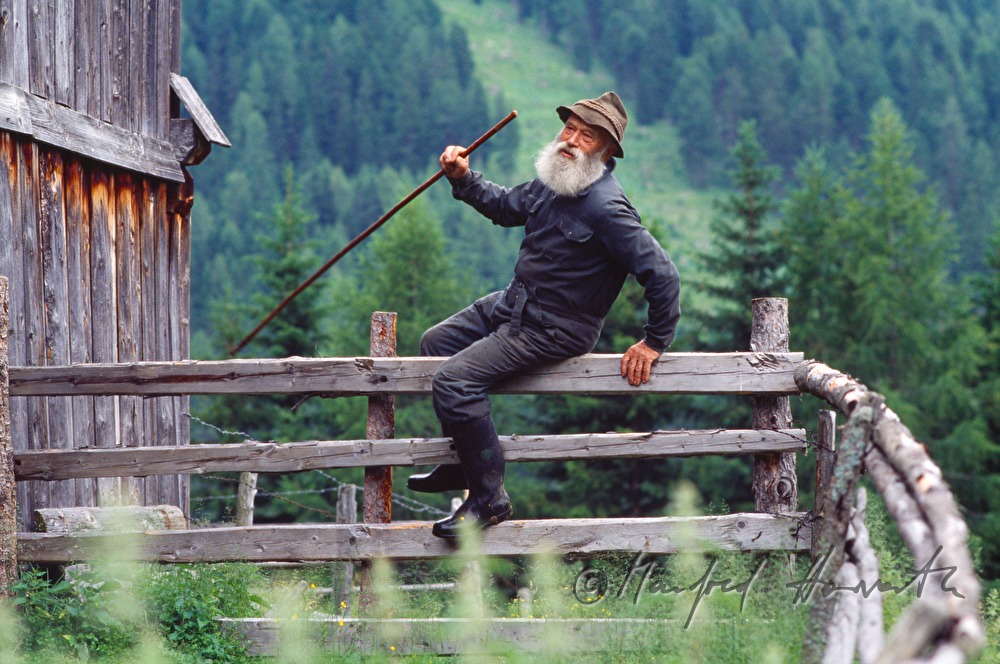 mountain shepherd climbs over fence