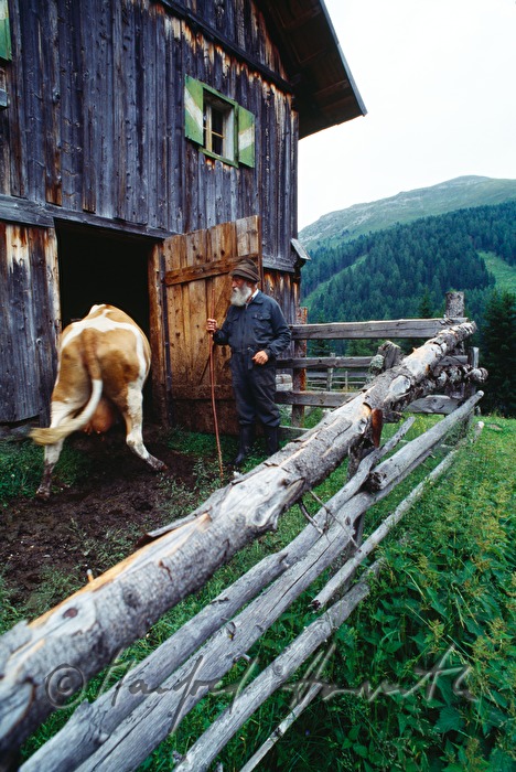alpine herdsman lets in the cow
