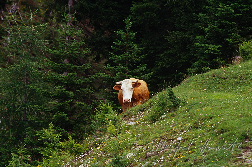 cow on the pasture