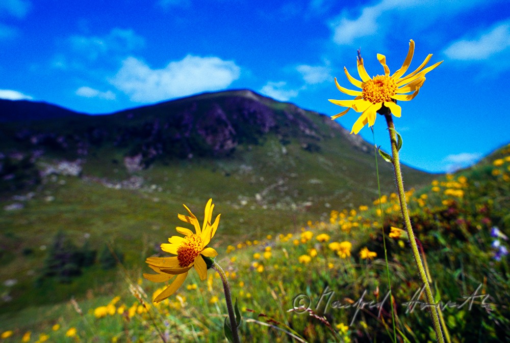 pasture and mountains