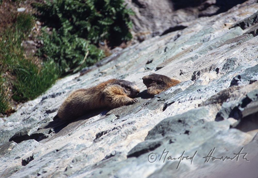 marmots in front of their housing