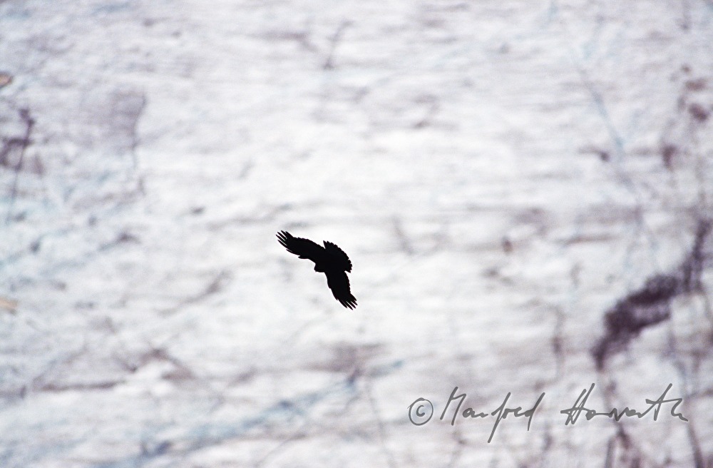 daw overflies the glacier