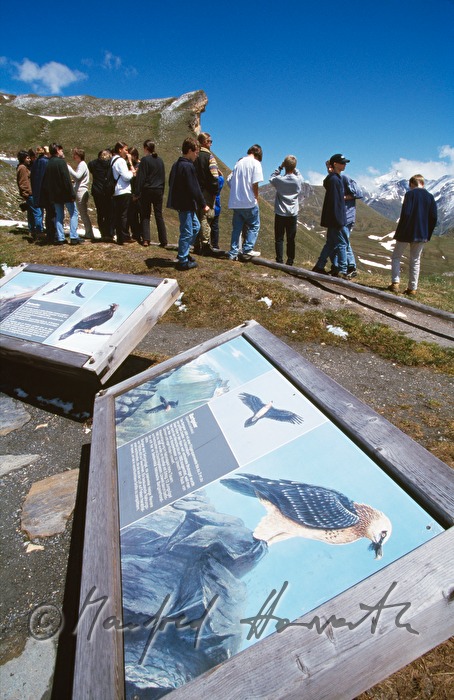 tourists, description-sign for bird