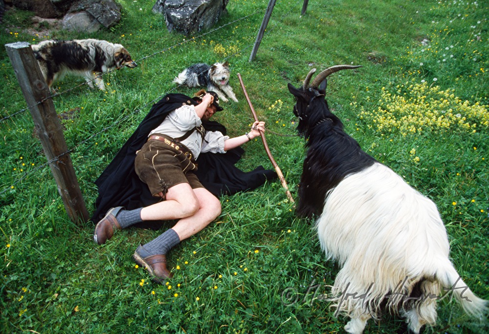 mountain shepherd passes fencing