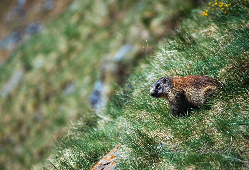 marmot