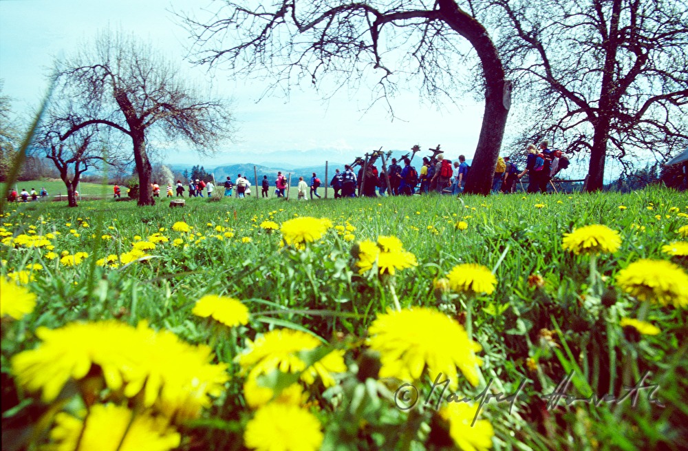 pilgrims cross a meadow