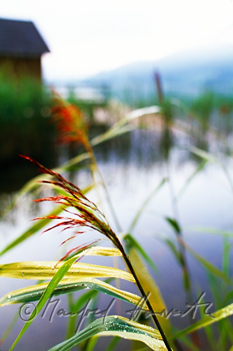 reed on the shore