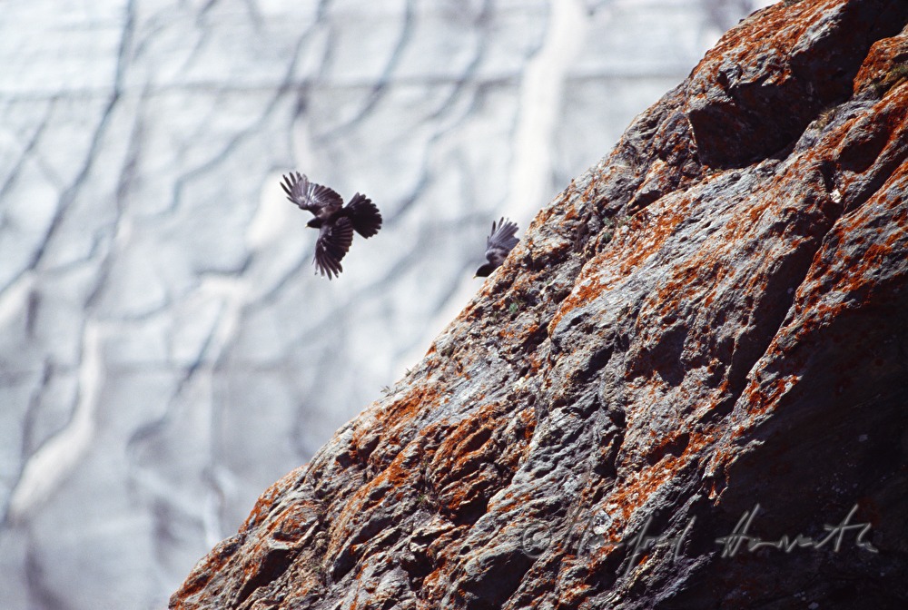 daw overflies the glacier
