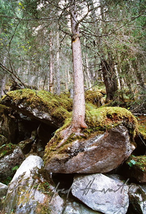 tree grows on rock in the forest