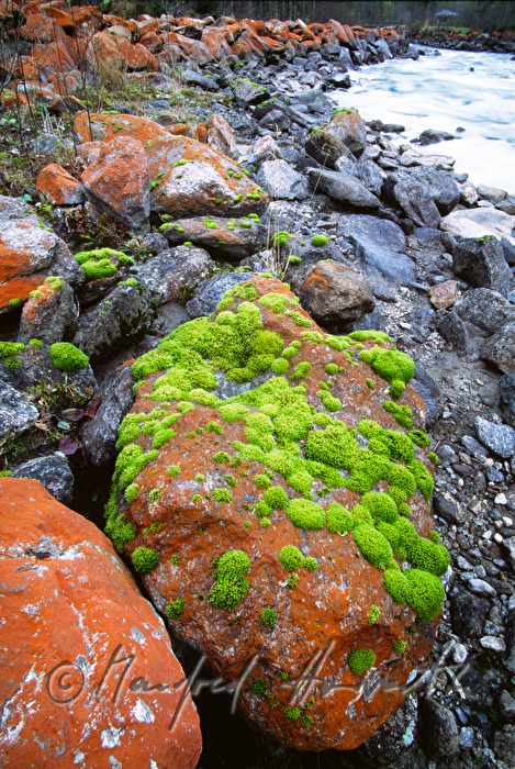 green moss on stones in the riverbed of Krimmler Ache