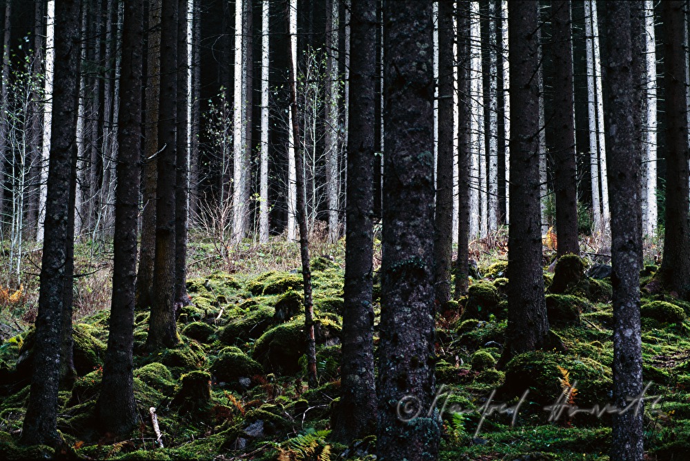 forest near Krimmler Wasserfälle