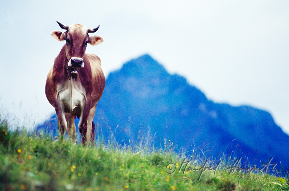 cow on the pasture