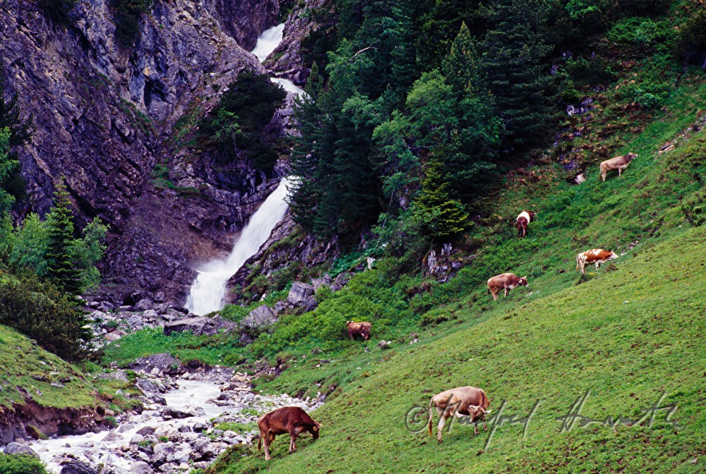 cattle graze by a waterfall near Zuers