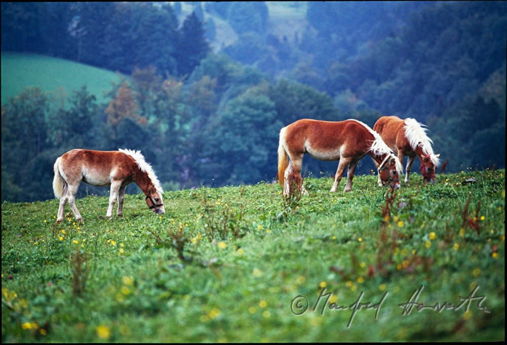 Haflinger (horse) on the meadow