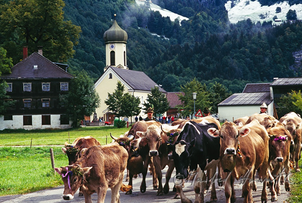 convoy of cows passes the village