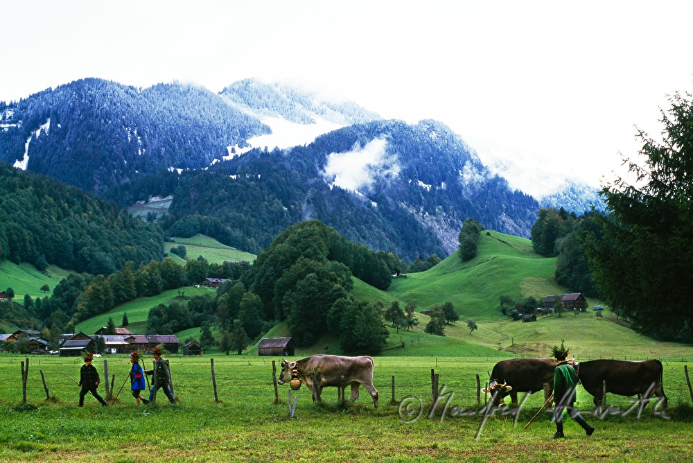 flock of cows on the way home from the alp