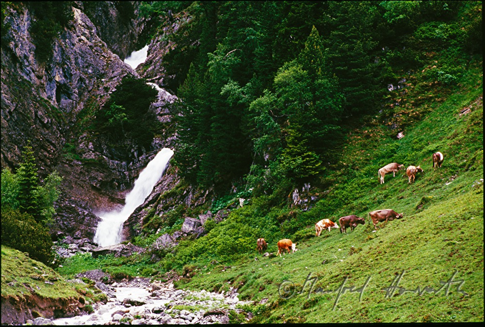 cattle graze by a waterfall near Zuers