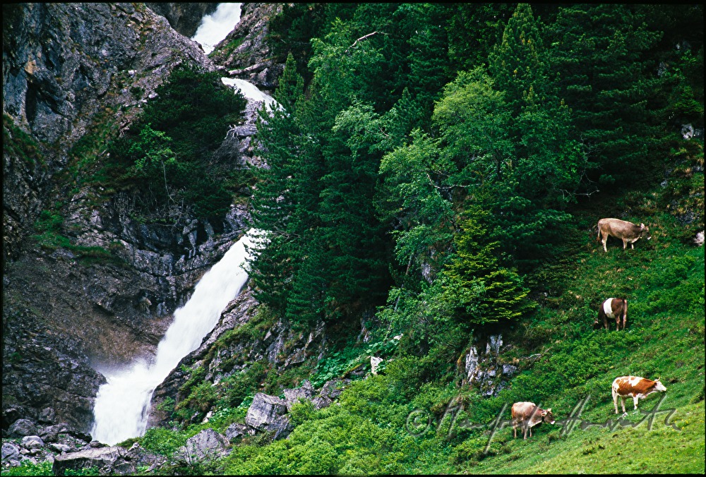 cattle graze by a waterfall near Zuers