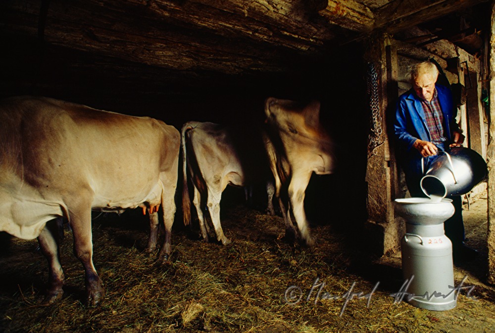 dairyman pouring milk after the milking