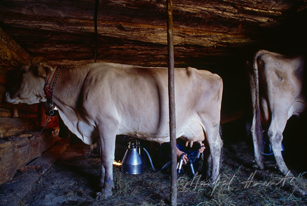 dairyman milking the cows