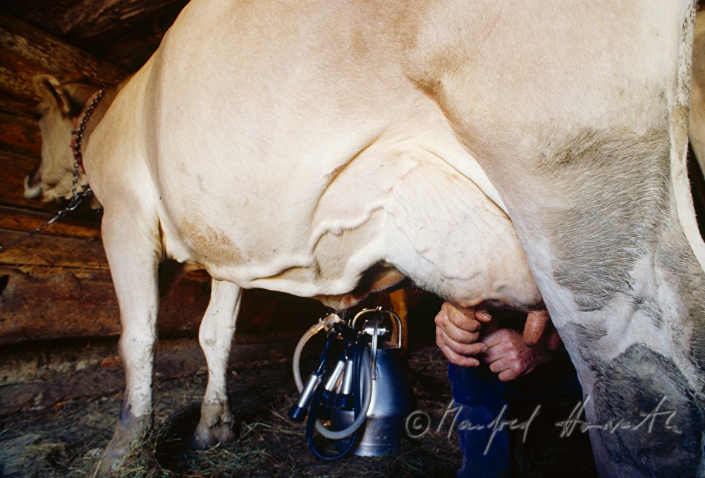 dairyman milking the cows
