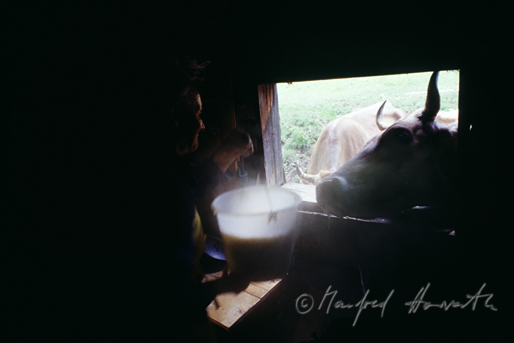 cow looking into the barn from outside