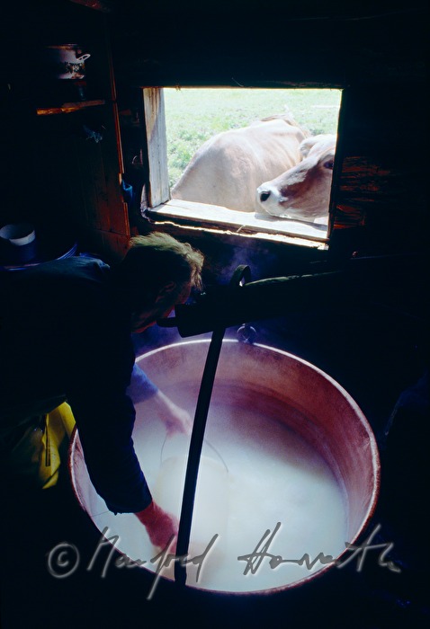 dairyman collects coagulated milk with a cloth