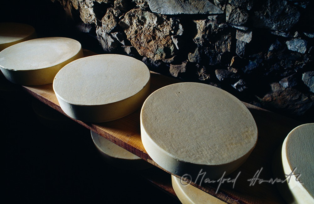 cheese wheels mature in the storeroom