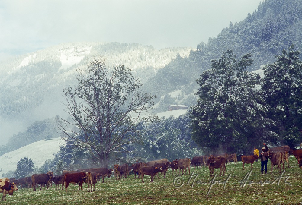flock of cows on the alp near Hochtannberg