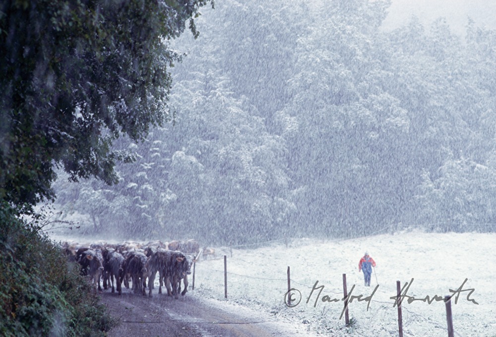cattle drive in forest