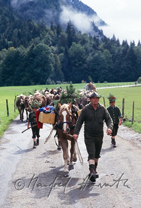 cowboy with cows coming home from the alp