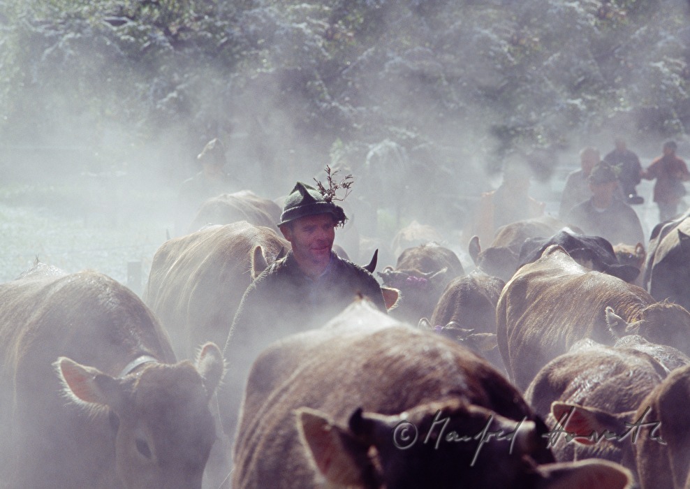 cowboy with cows coming home from the alp