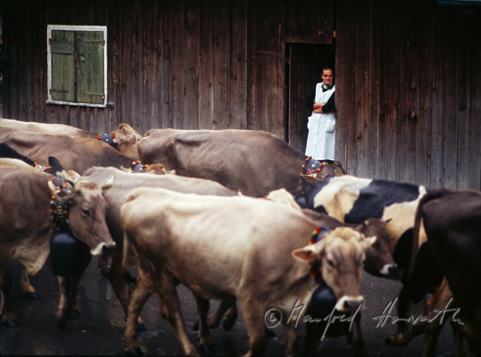 convoy of cows passes a farm house