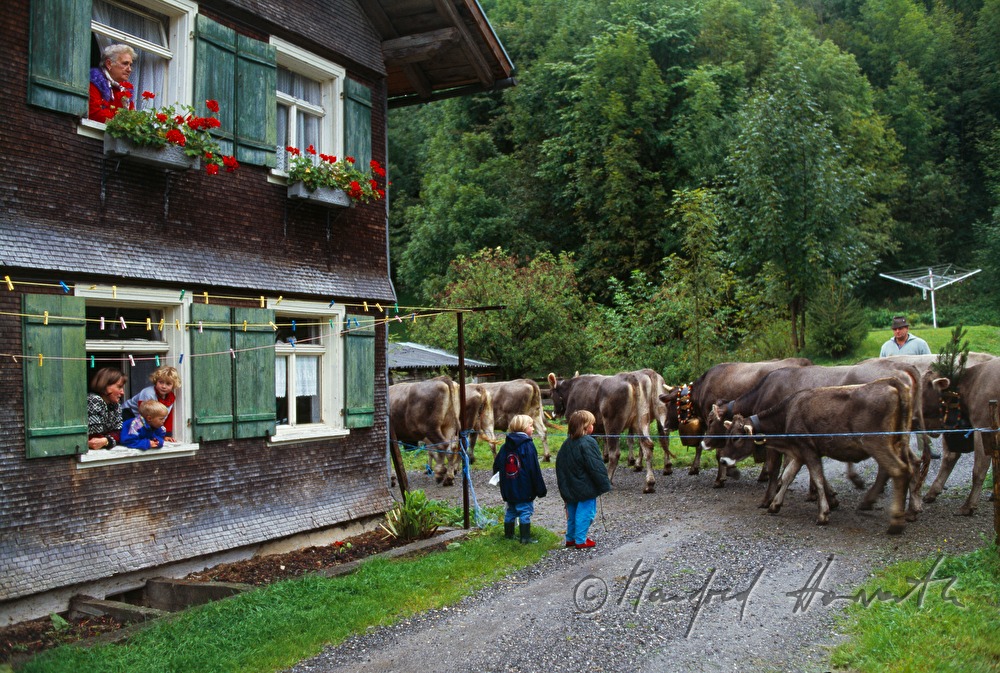 convoy of cows passes a farm house