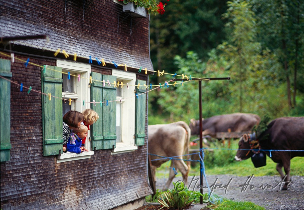 convoy of cows passes a farm house