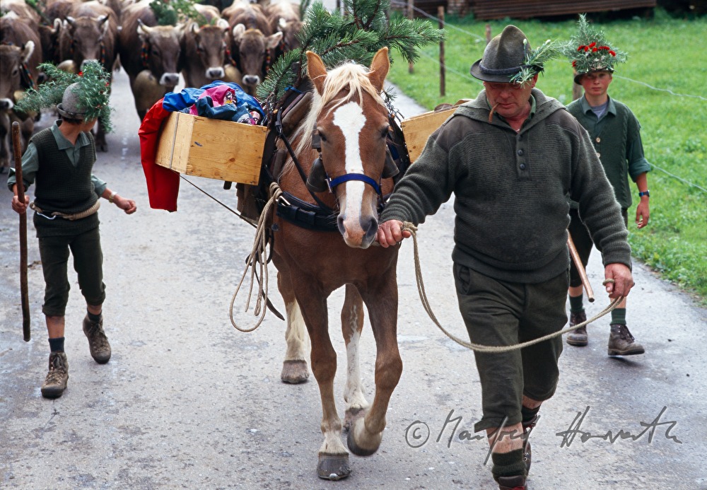 cowboy with horse coming home from the alp