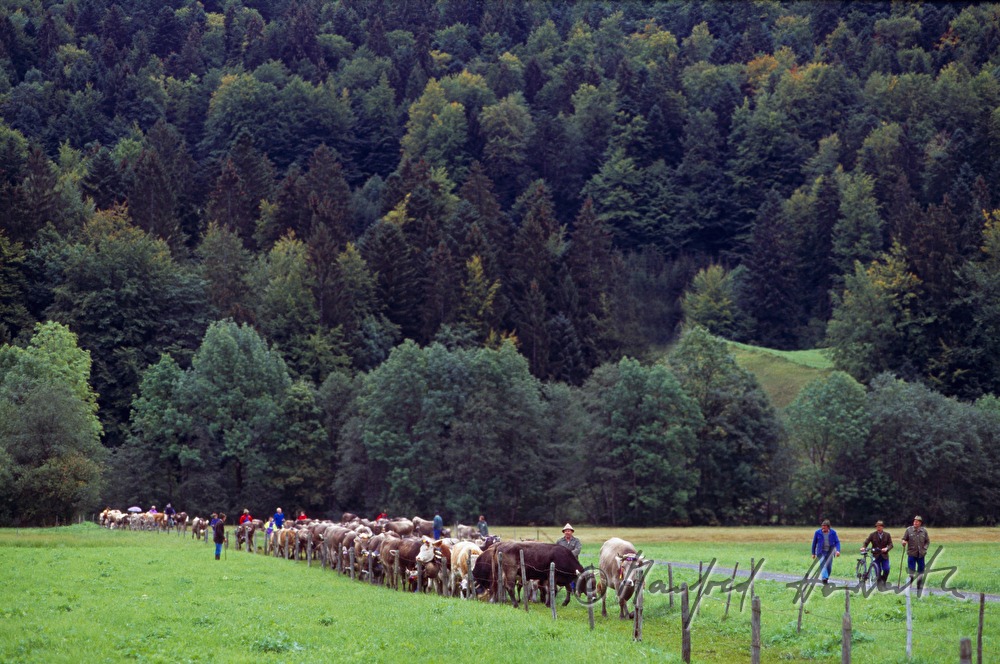 flock of cows on the way home from the alp