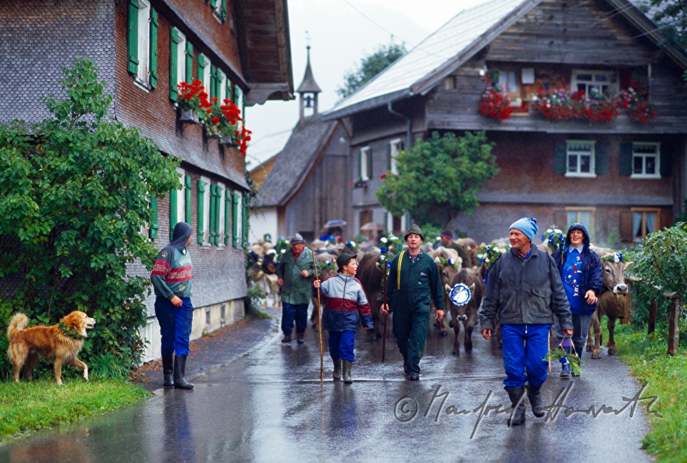 convoy of cows passes the village