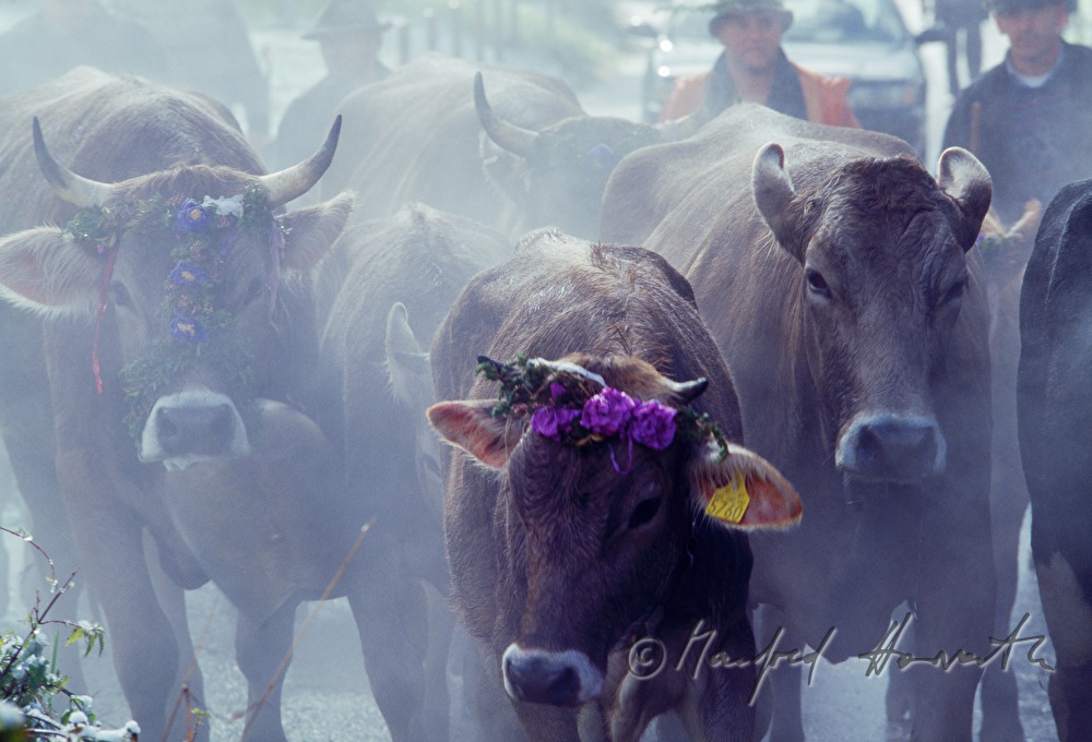 decorated cows on the way home from the alp