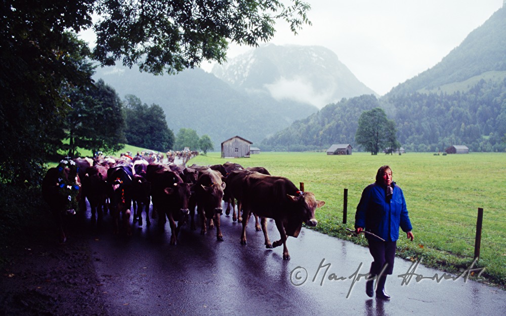 cowboy with cows coming home from the alp