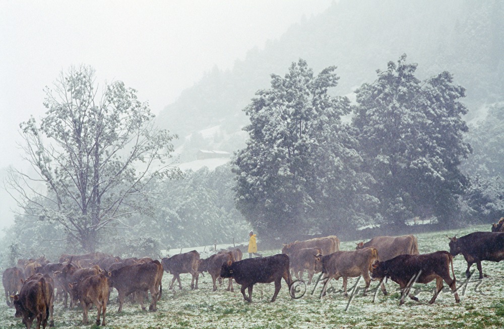 flock of cows on the alp near Hochtannberg
