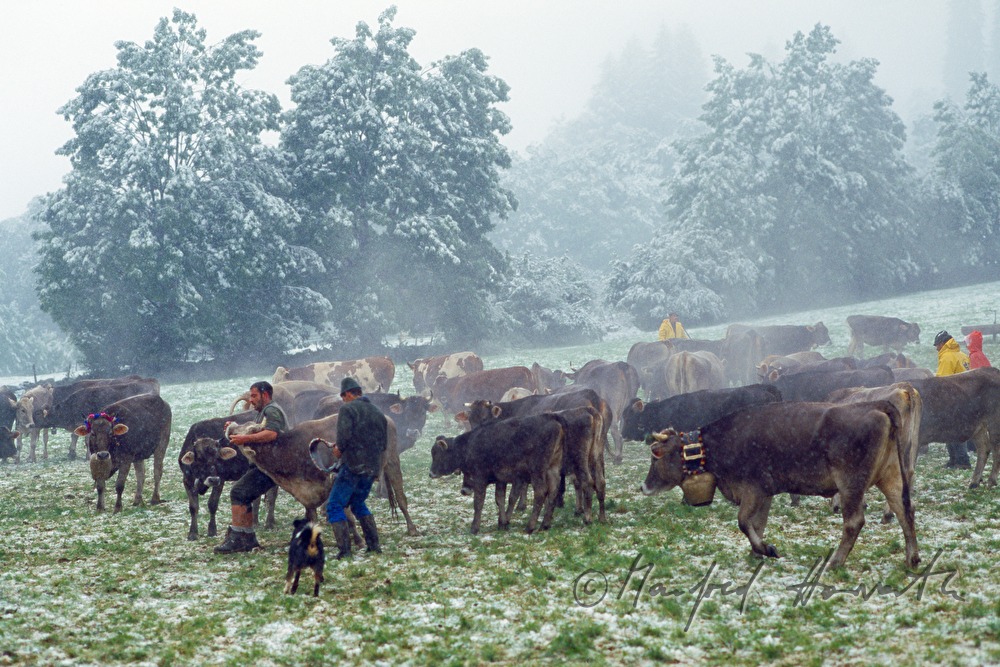 flock of cows on the alp near Hochtannberg