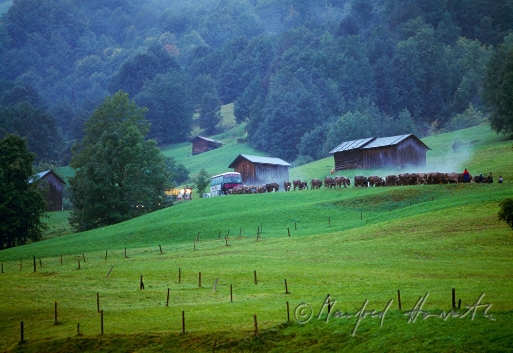 convoy of cows passes the village