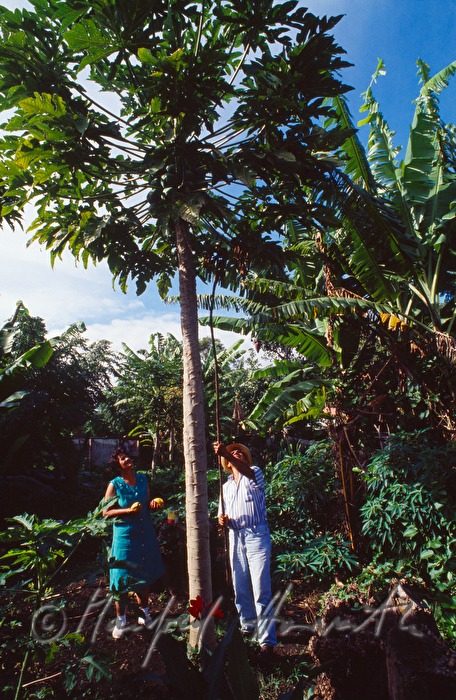 mango tree in Hanga Roa