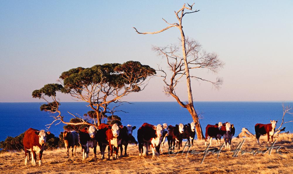 cows pn the grazing land