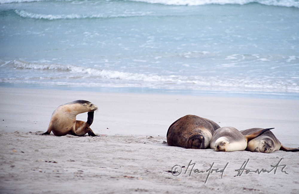 seals on Seal Bay Conservation Park