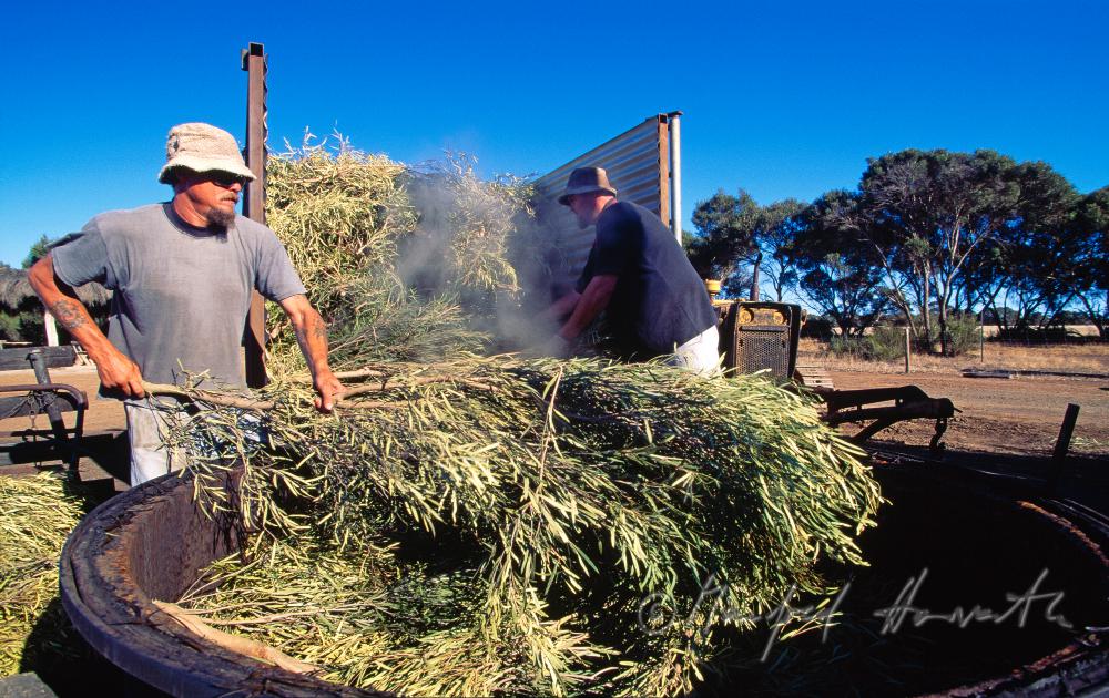 Emu Ridge Eucalyptus Distillery