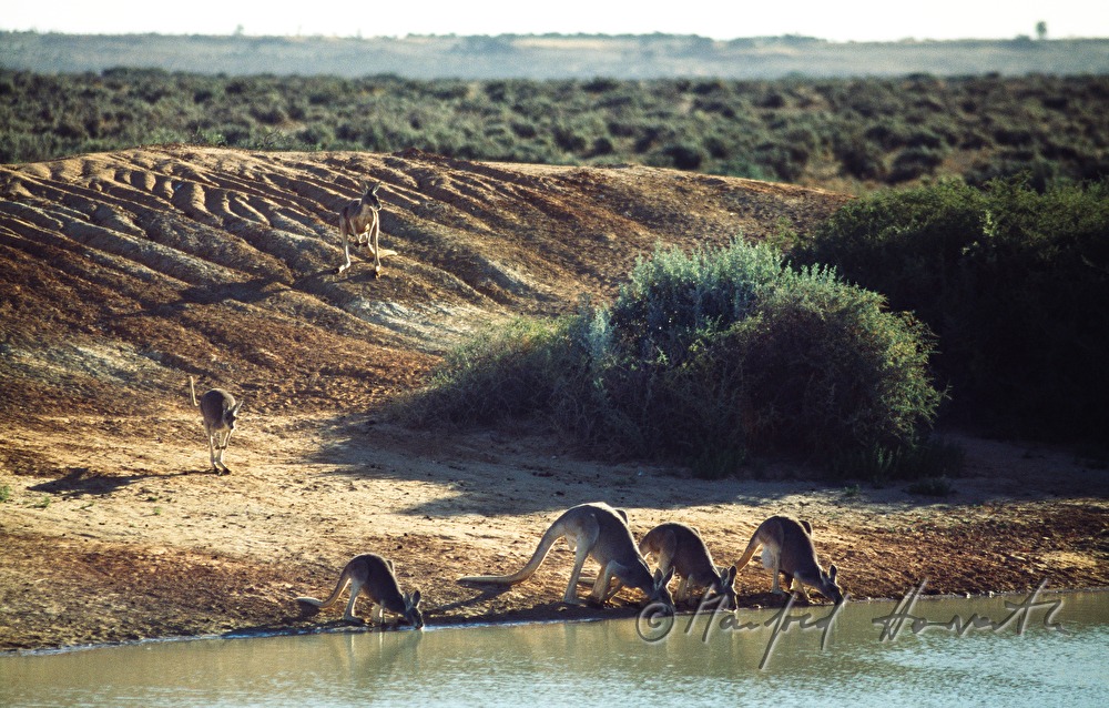 kangaroos at the watering place